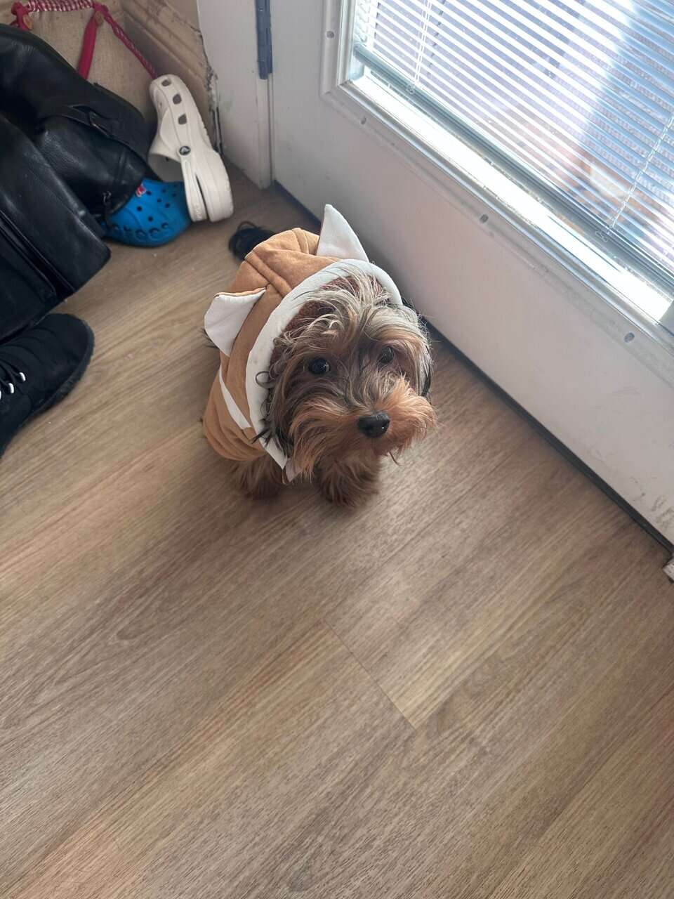 Beautiful Young Female Yorkie Needs a New Home image 2