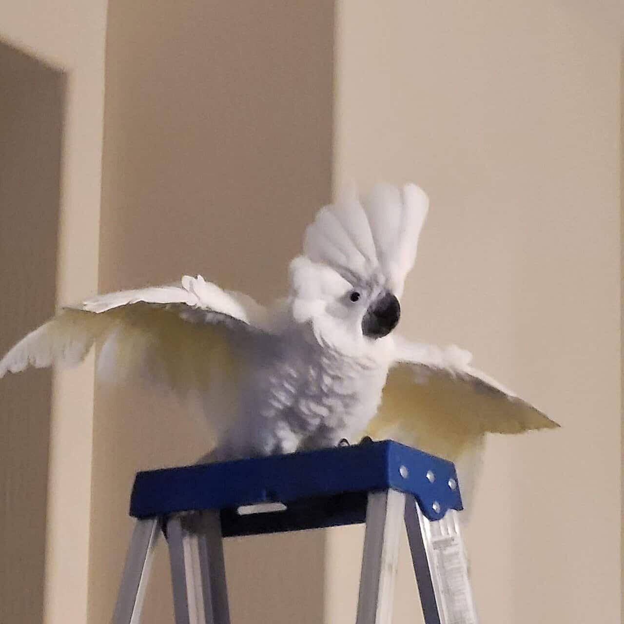 Galah Cockatoo " Rosie" image 2