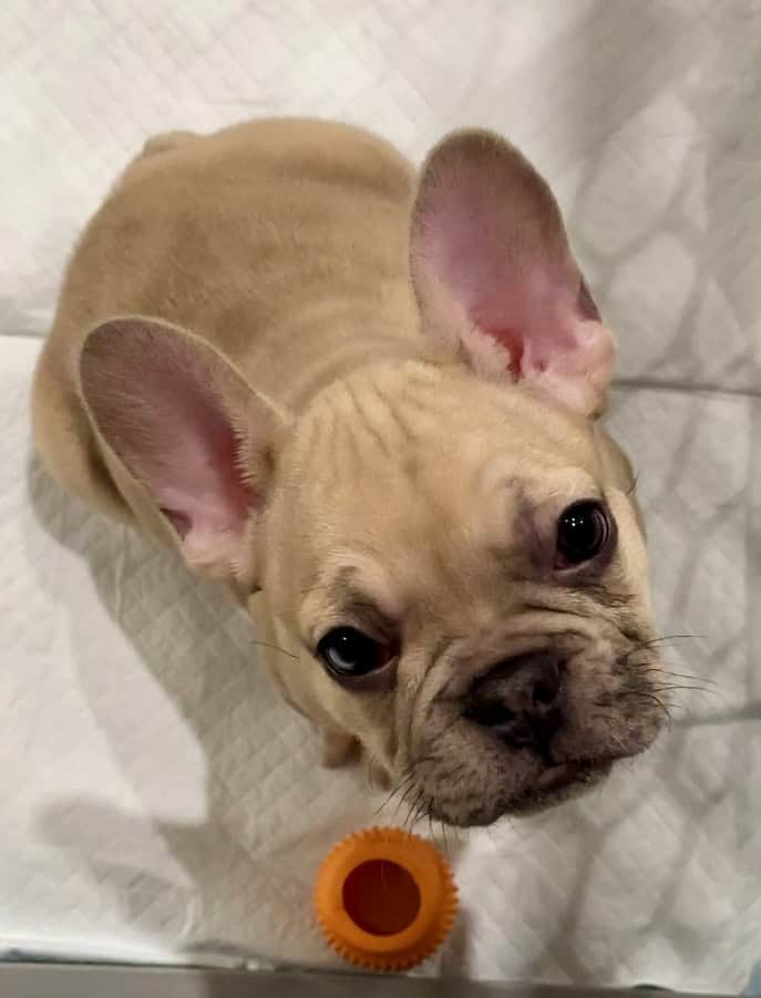 French Bulldog Puppy 🐾 image 2
