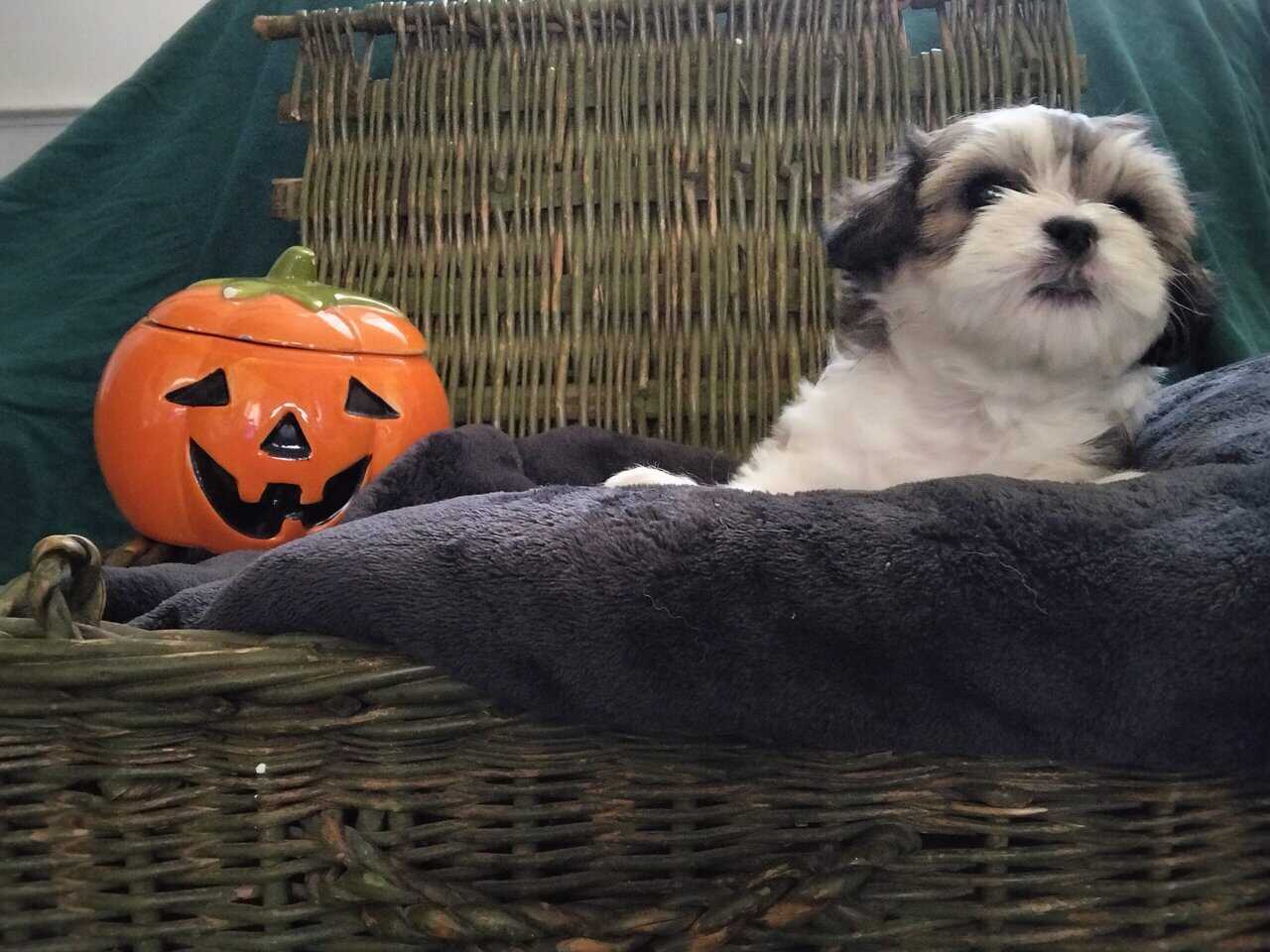 Shih Tzu Puppies image 6