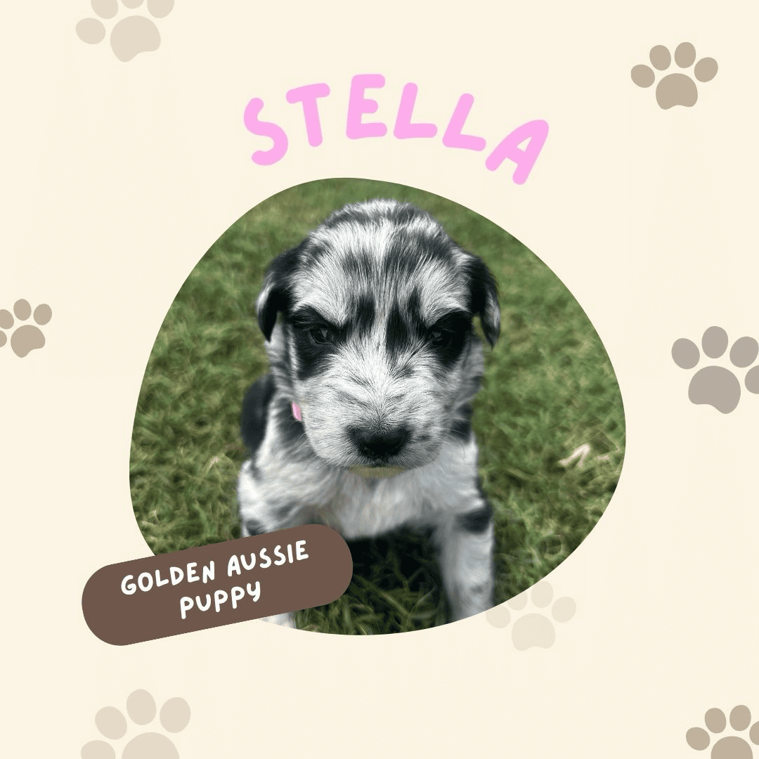 Golden Aussie (pink) image 1