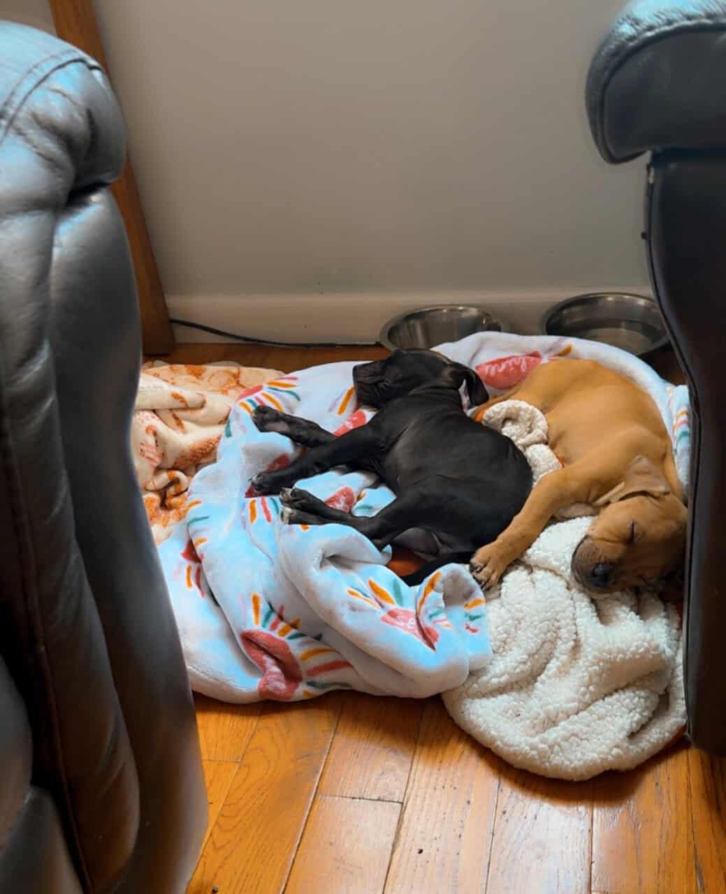 Pitpull puppies image 1