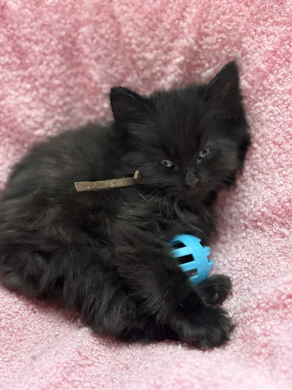 Maine Coon Kittens image 11