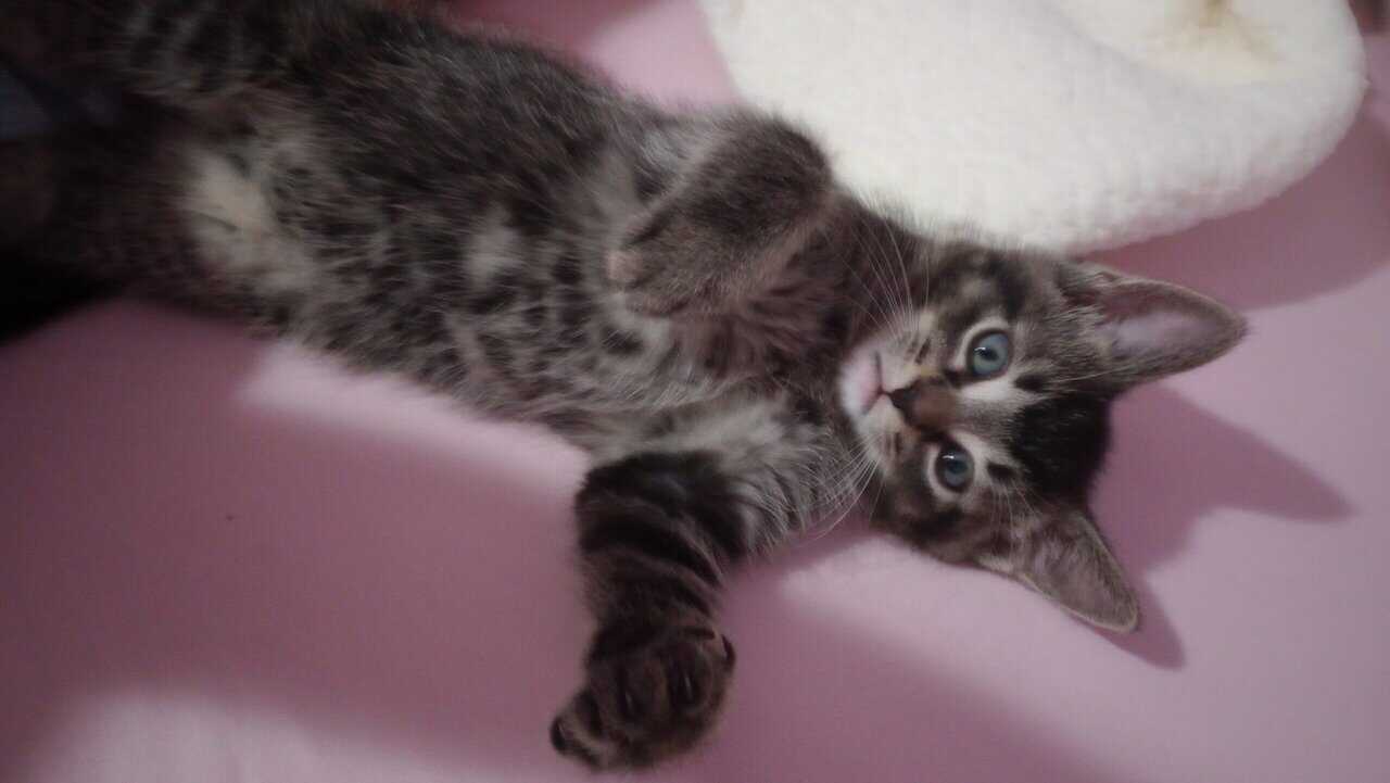 Adorable Kitten for rehoming image 6