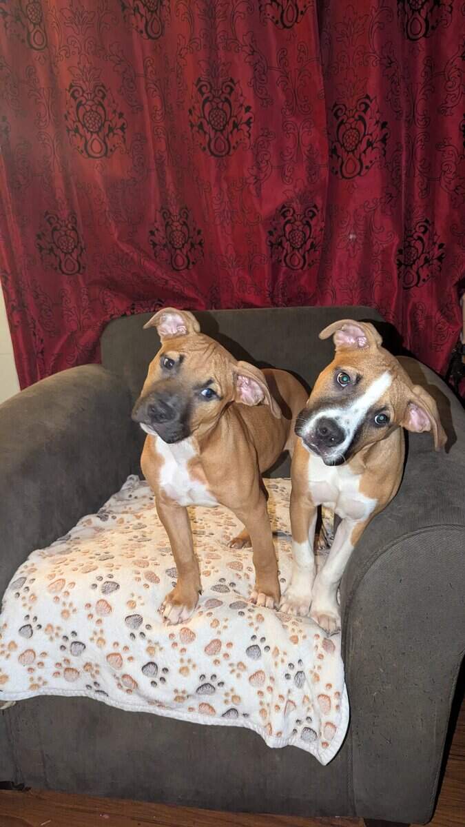 Puppies looking for fur-ever homes image 4