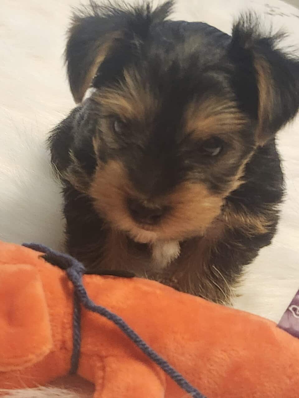 Males yorkie puppy, eight weeks, two lbs, $500.00 image 1
