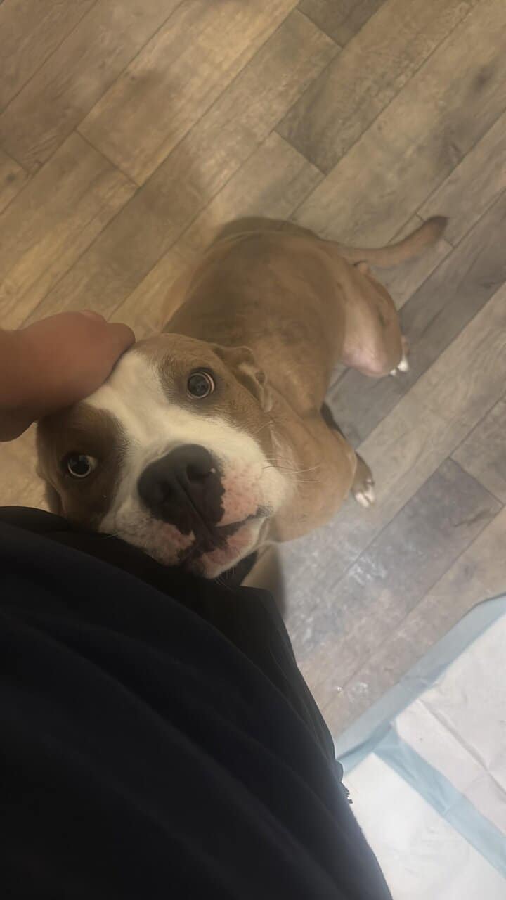 Need to rehome due move from US image 3