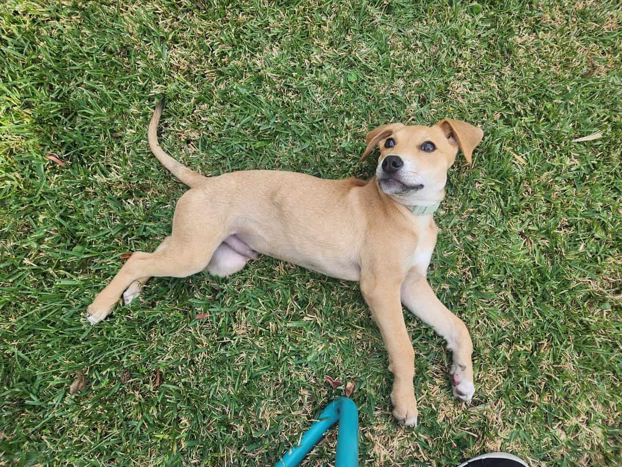 Abandoned puppy seeks loving home image 3
