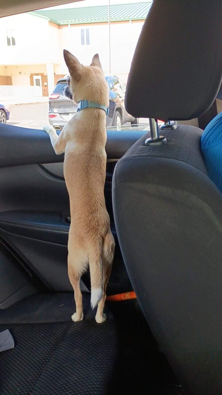 Deerhead Chihuahua 1 yr. Old Male (Boochie) image 3