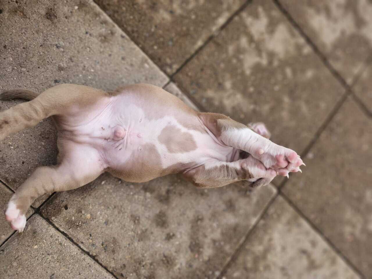 Tri merle French Bulldog/American bulldog image 4