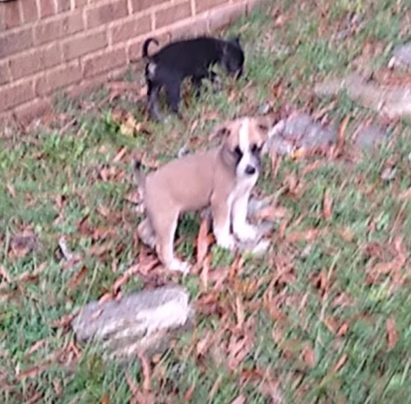 Pitbull/Husky Puppies image 2