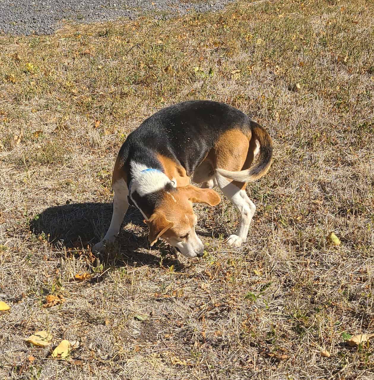 Rehome Sweet Beagle (purebread male intact) image 7