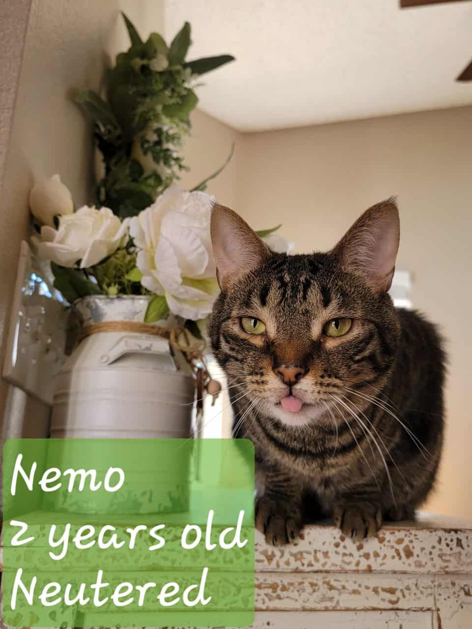 5 foster cats looking for forever homes! image 3