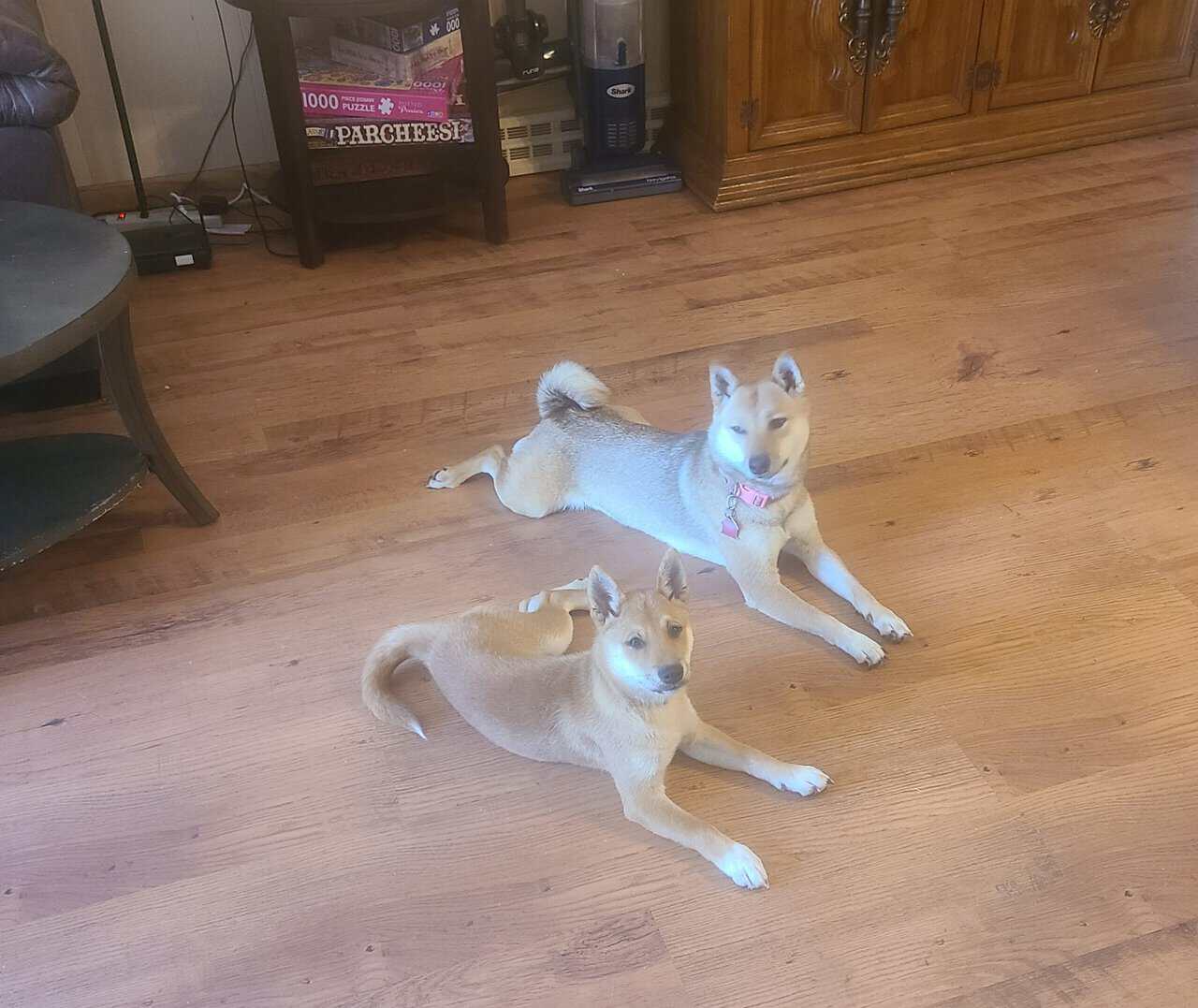 Shiba inu puppies image 3