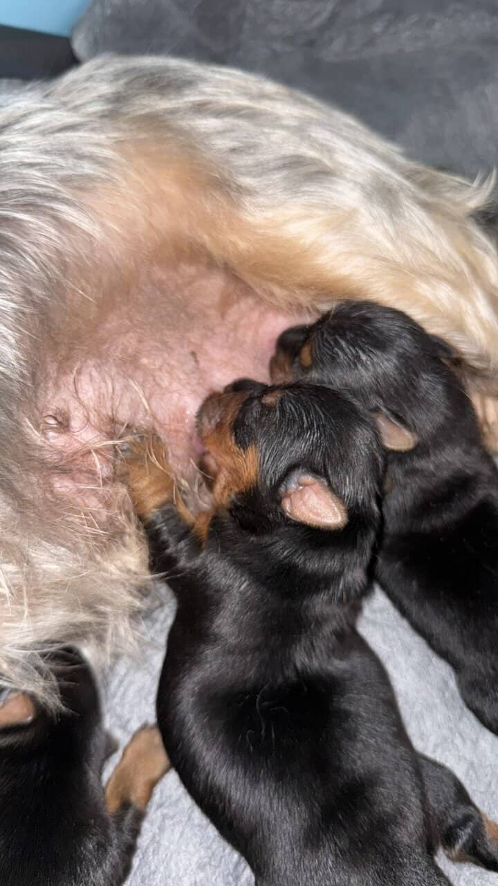 Yorkie image 2