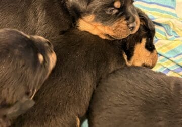 Rottweiler Pups Ready Nov 15