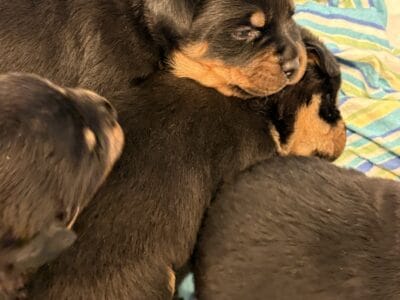 Rottweiler Pups Ready Nov 15