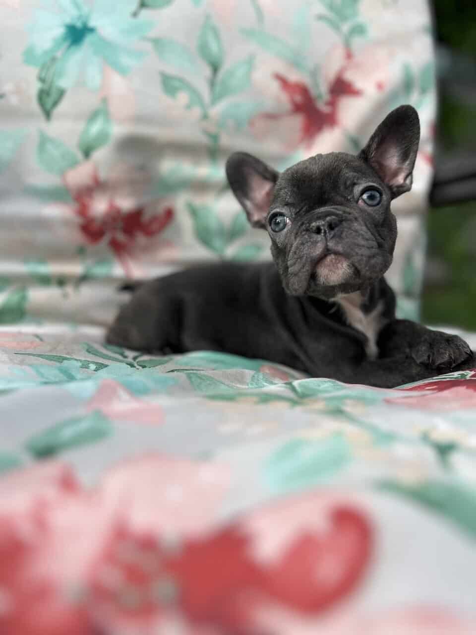 Blue French bulldog puppies image 8