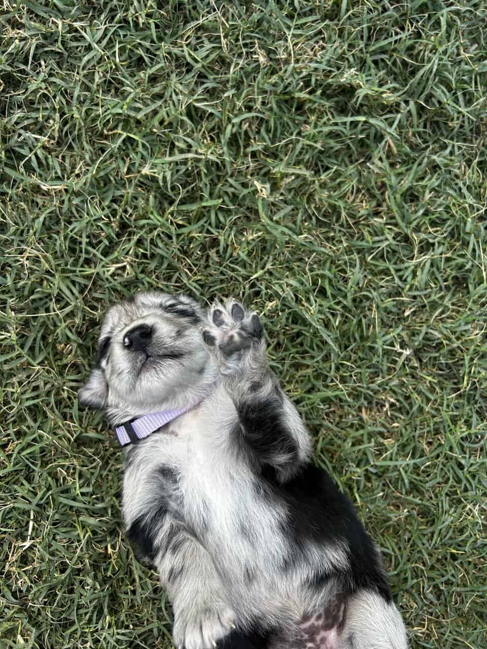 Golden Aussie (light purple) image 3