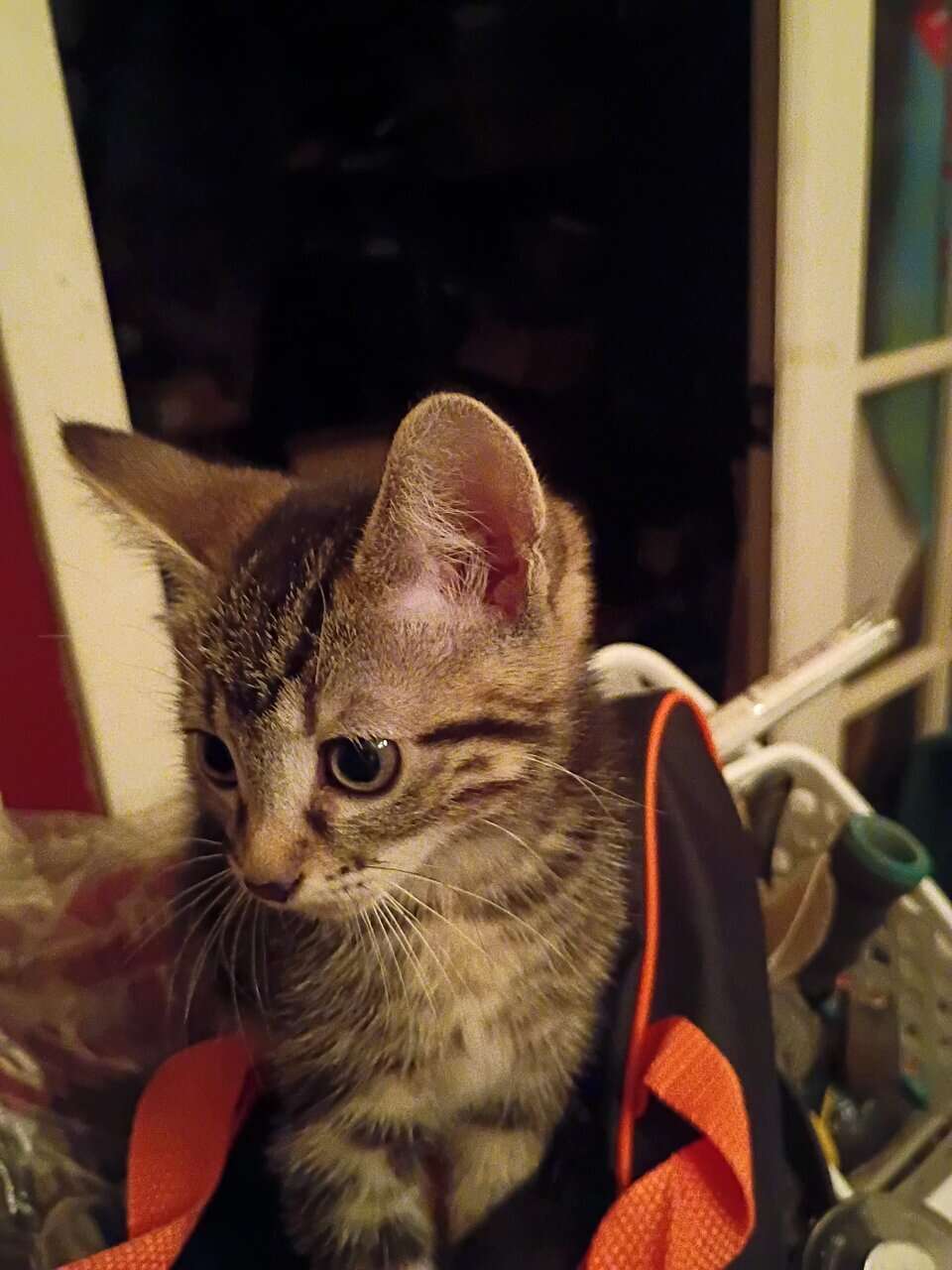 Tabby cat kittens image 2