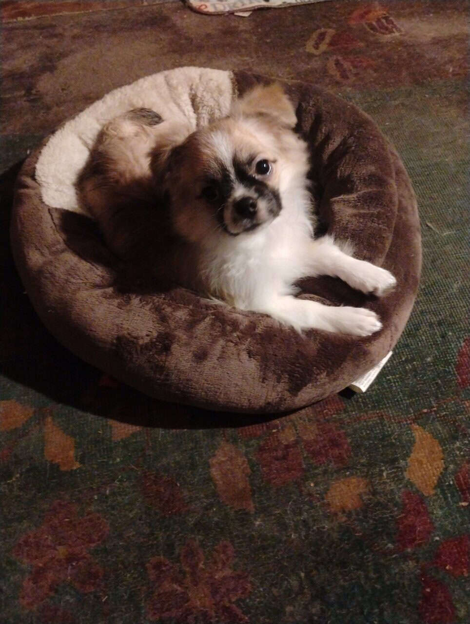 Tea cup Long haired chihuahua image 2