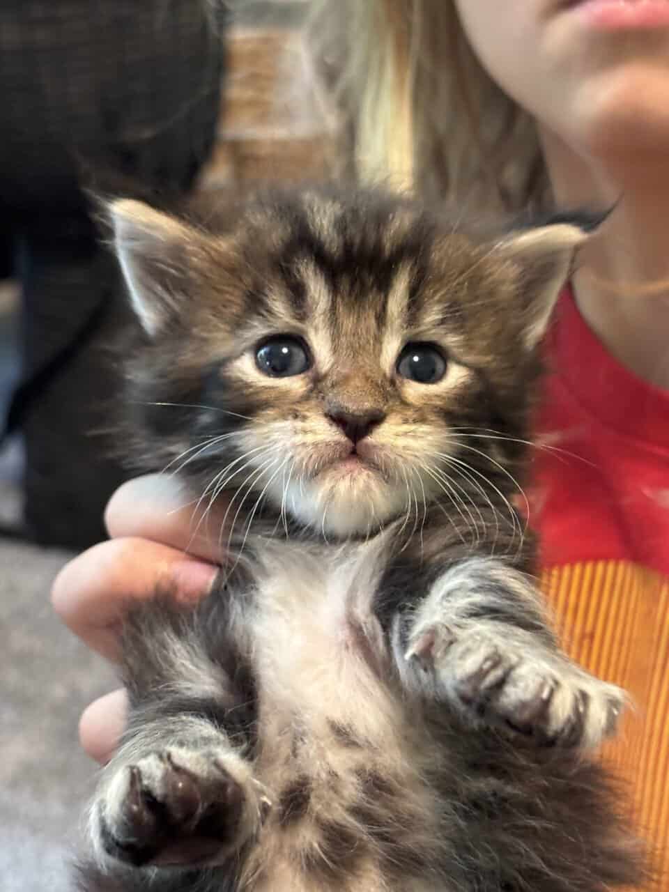 TICA registered Maine coon kittens image 5