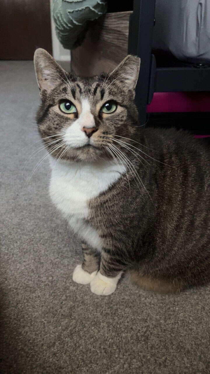 Male Feline - White Socks image 2