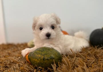 Michael – The Sweetheart of the Litter