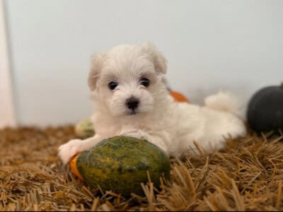 Michael – The Sweetheart of the Litter