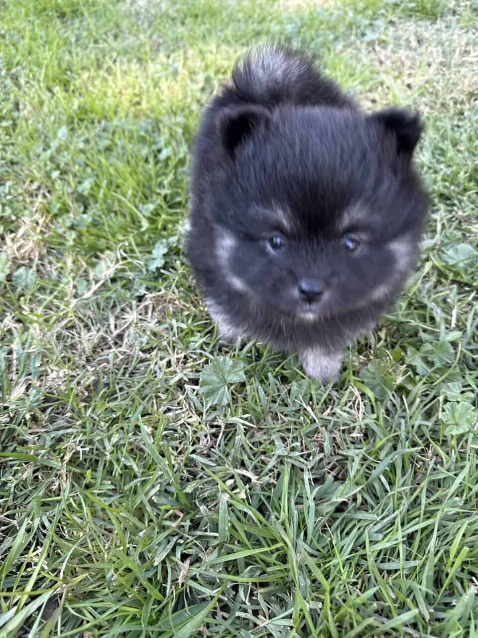 Pomeranian puppies image 6