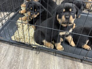Rottweiler Pups Ready Nov 15