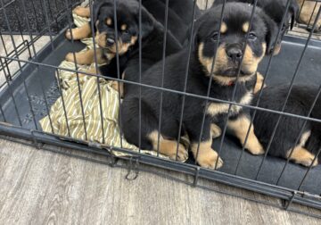 Rottweiler Pups Ready Nov 15