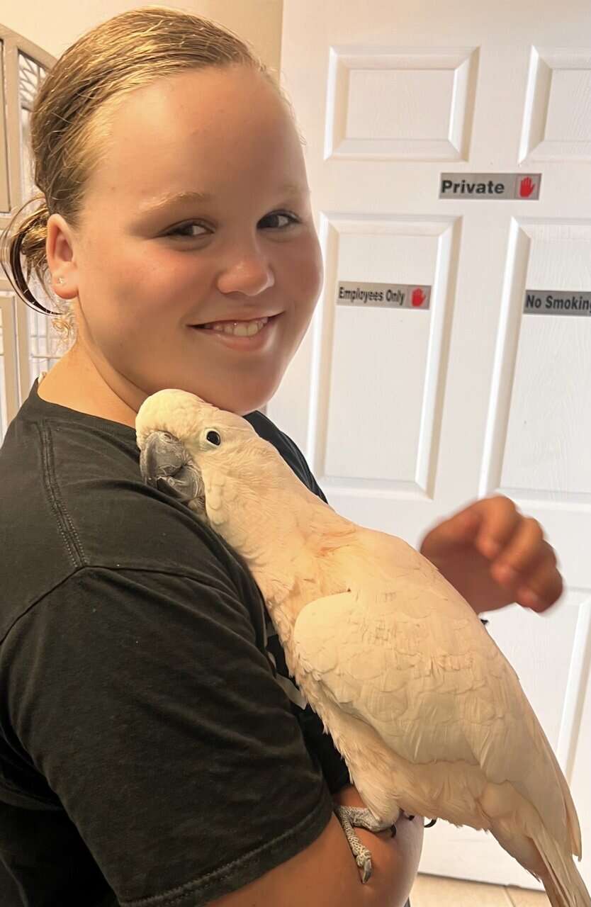 2 year Old Moluccan Cockatoo image 3