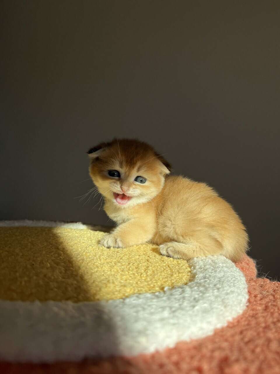 Scottish fold image 9