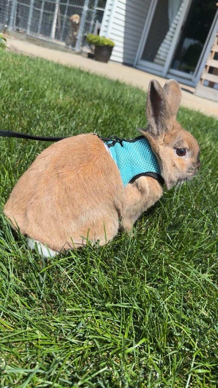 5yr old male bunny image 1