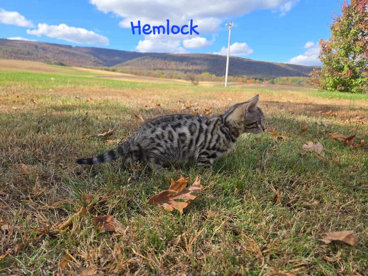 Hemlock image 3