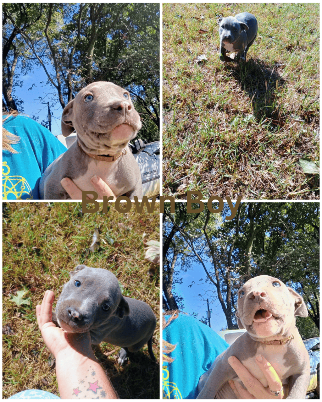 Blue nose Pitbull puppies image 6