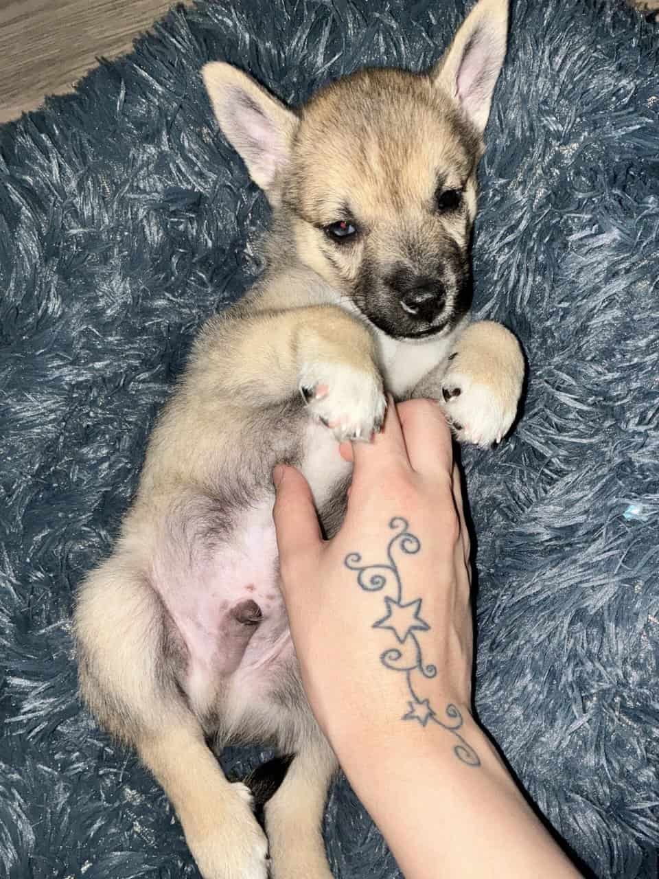 Rehoming Husky Mix image 2