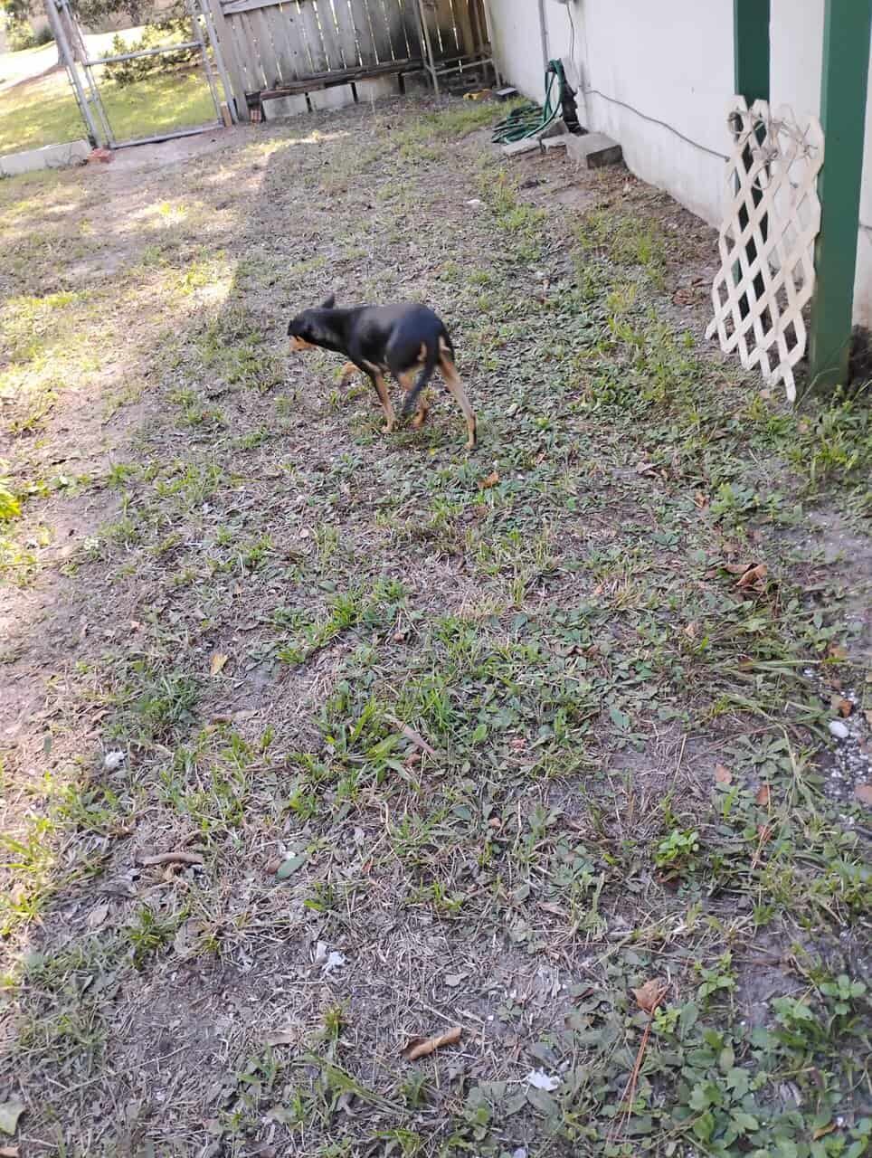 Chihuahua image 6
