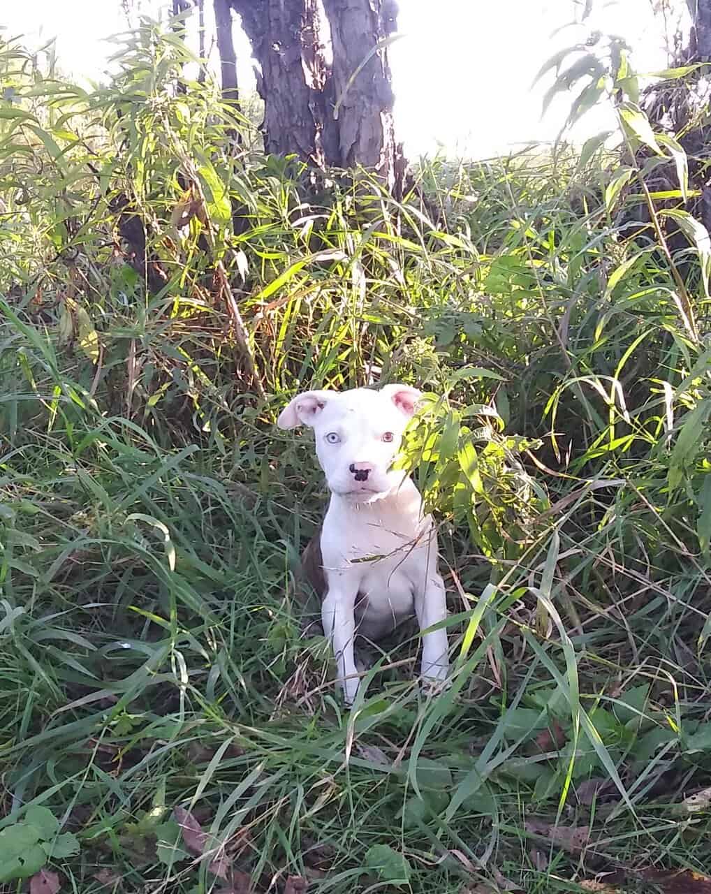 Pitbull puppies for sale. Ice blue eyes, Merles image 1