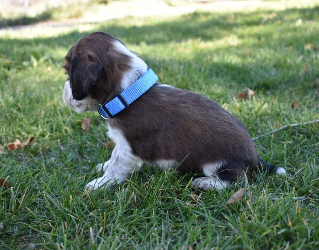 English Springer Spaniels image 12