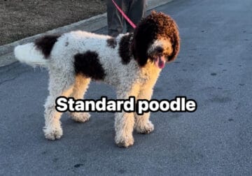 Standard poodle
