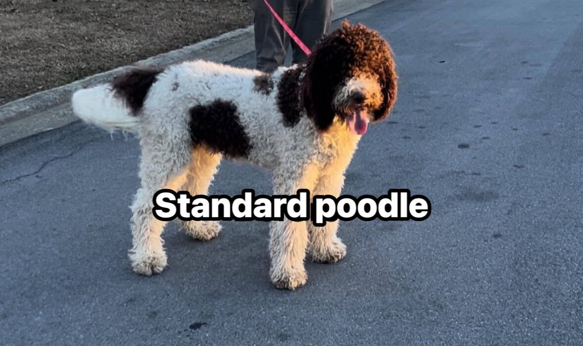 Standard poodle image 1