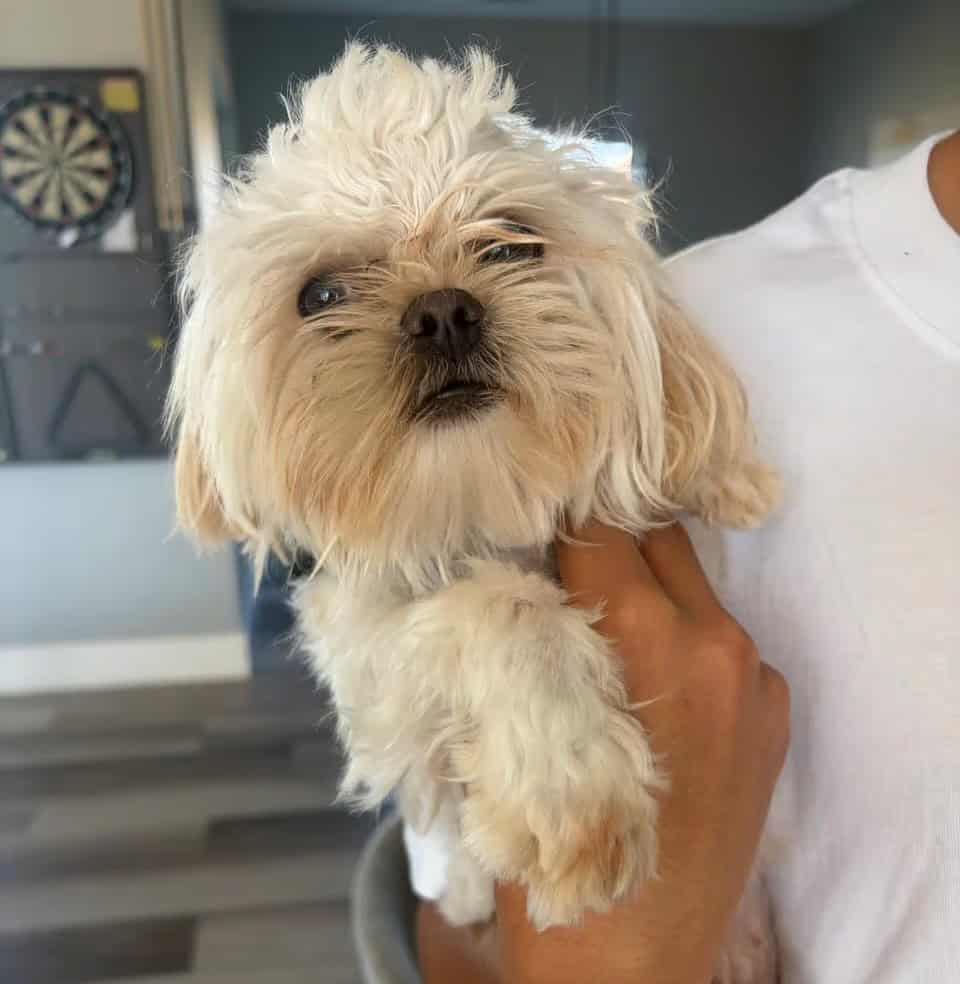 Small Shih Tzu image 1
