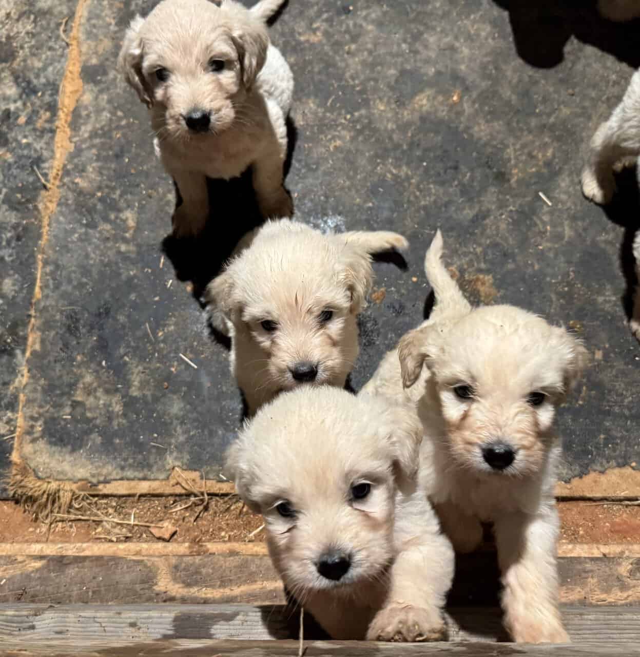 F1 Goldendoodle Puppies image 2