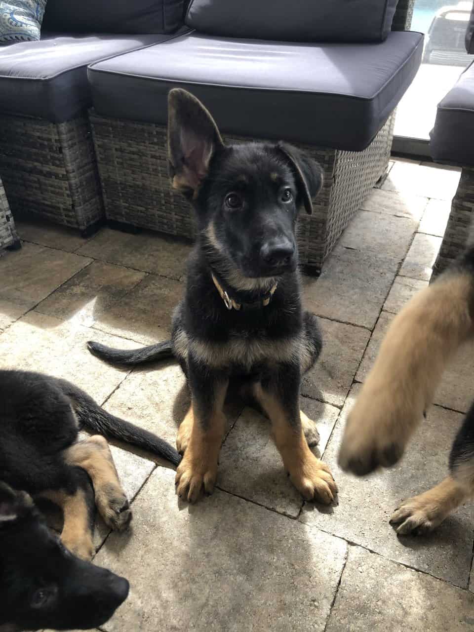 German Shepherd- Female image 1