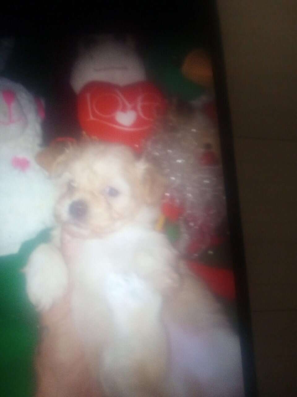 adorable Maltipoos image 2