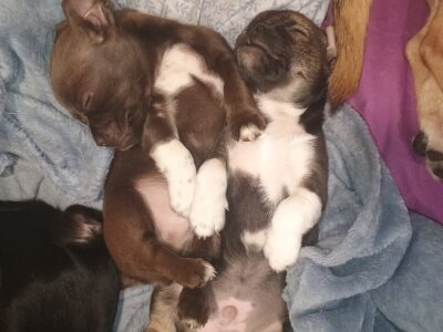 2 Male Chiweenie Puppies