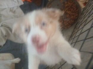 Kitty and Kristy babies