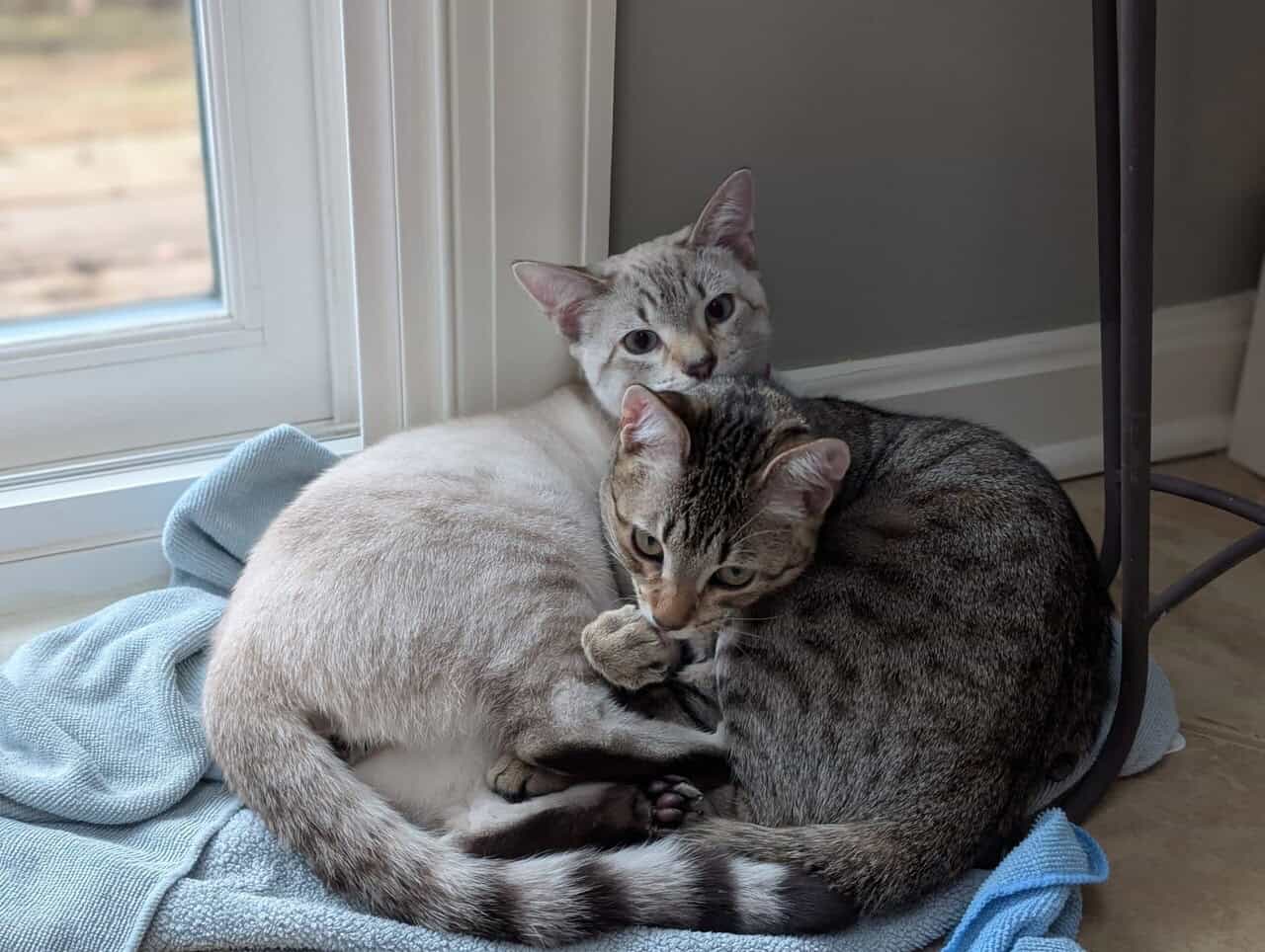 Bonded Brother & Sister image 3